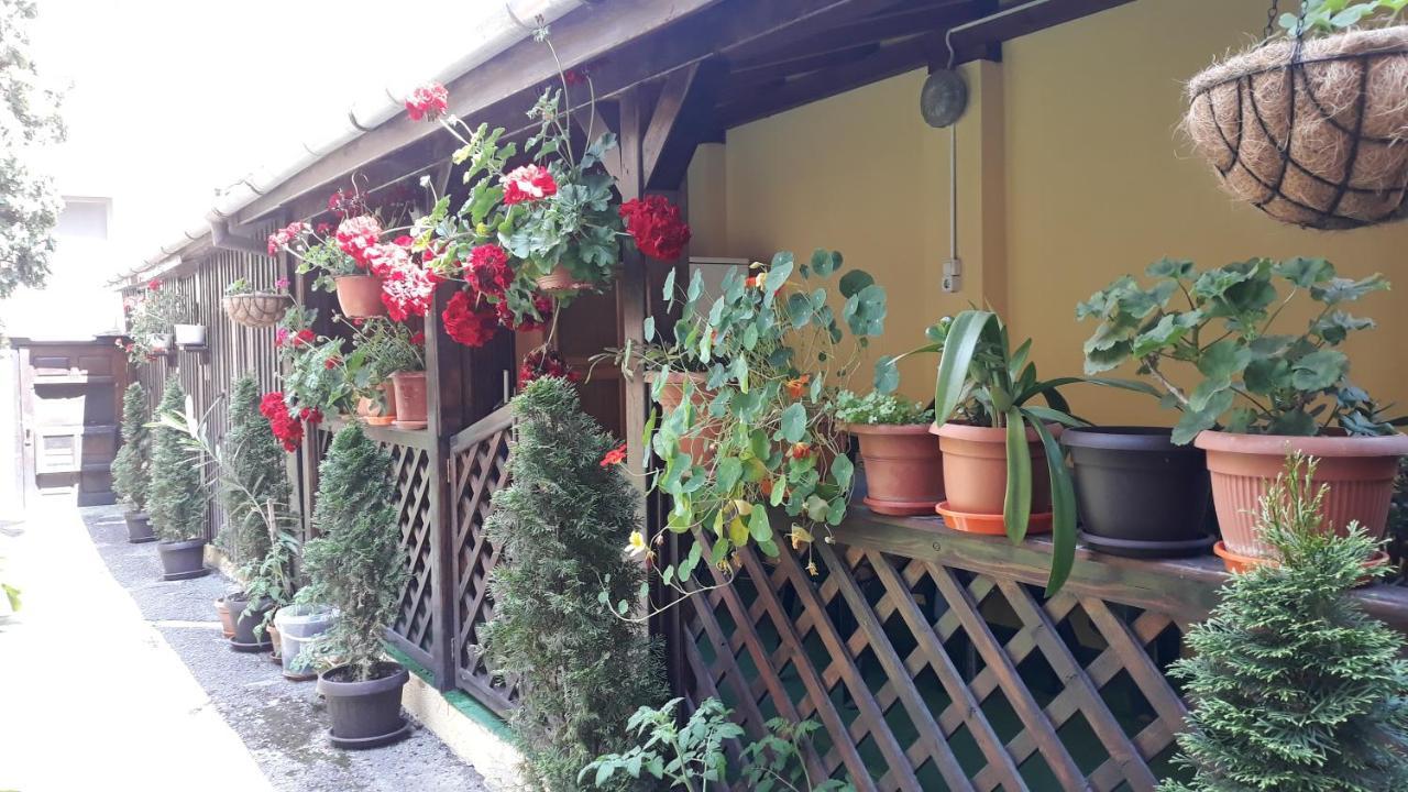 בראשוב Villa Casa Ioana מראה חיצוני תמונה